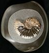 Beautiful Deshayesites Ammonite In Argyllite #16958-1